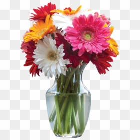 Flowers In Vase - Barberton Daisy, HD Png Download - flower stand png