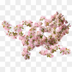 Transparent Climbing Flowers Png, Png Download - flower plant top view png