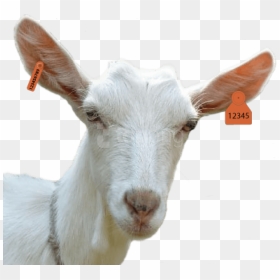 Goat Head Png , Png Group - Goat Head Goat Png, Transparent Png - indian goat png
