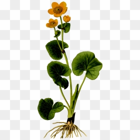 Marsh Marigold 2 Clip Arts - Marsh Marigold Png, Transparent Png - marigold png