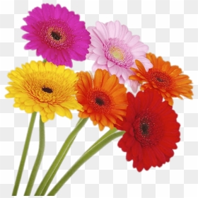 Coloured Gerberas On High Stems - Gerbera Png, Transparent Png - marigold png