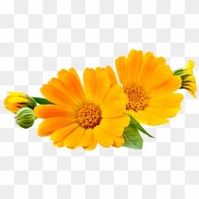 Flor De Calendula Png, Transparent Png - marigold png