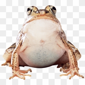 Transparent Toad Png, Png Download - toad png