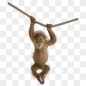 Monkey Baby Png File, Transparent Png - baby png images
