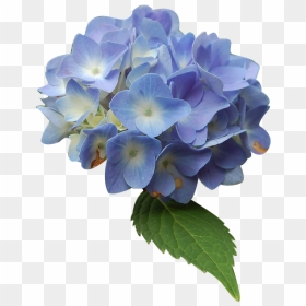 Blue Hydrangea Png, Transparent Png - flower plant top view png