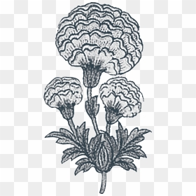 Indian Plant Drawing, HD Png Download - marigold png