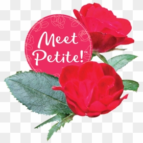 Petiteko Bloom2-circle - Garden Roses, HD Png Download - flower plant top view png