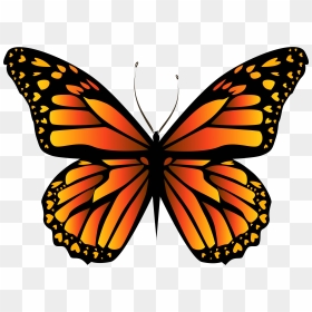 Orange Butterfly Png Clipar Image - Drawing Monarch Butterfly, Transparent Png - monarch butterfly png
