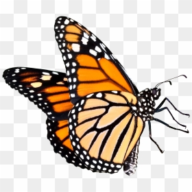 Monarch Butterfly Png, Transparent Png - monarch butterfly png