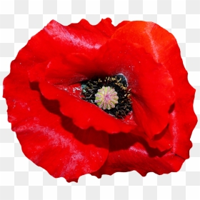 Poppy Flower Png Image - Transparent Background Poppy Flower Png, Png Download - poppy png