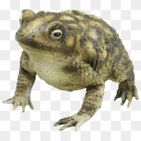Rubber Toad Transparent Png - Rubber Toad, Png Download - toad png
