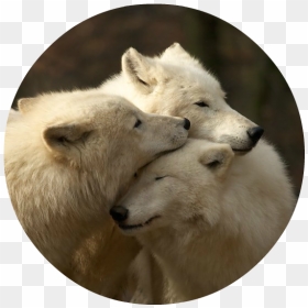 White Wolves , Png Download - White Wolves, Transparent Png - wolves png