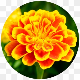 Marigold Wirkstoff-marigold - Tagetes Patula, HD Png Download - marigold png