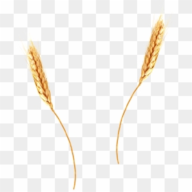 Transparent Background Wheat Straw Png, Png Download - spikes png