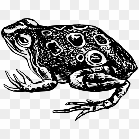Toad Frog Amphibian Black And White Clip Art - Gambar Kodok Hitam Putih, HD Png Download - toad png
