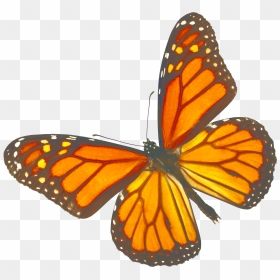 Monarch Butterfly White Background, HD Png Download - monarch butterfly png