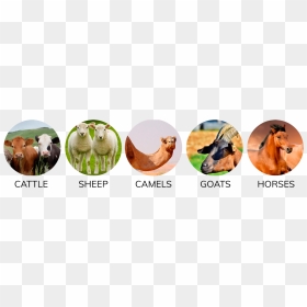 Sheep, HD Png Download - indian goat png