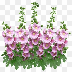 Artificial Flower, HD Png Download - flower plant top view png