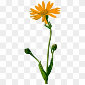 Marigold Plant - Arnica Montana, HD Png Download - marigold png