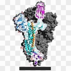 6vsb Spike Protein Sars Cov 2 Monomer In Homotrimer - Spike Protein Sars Cov 2, HD Png Download - spike png