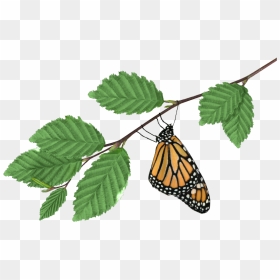 Monarch On Branch Transparent Png Image - Monarch Butterfly, Png Download - monarch butterfly png