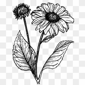 Sunflower - Black And White Line Drawing Sunflower, HD Png Download - flower plant top view png