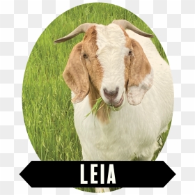 Leia-01 - Goat, HD Png Download - indian goat png