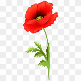Transparent California Poppy Png - Clip Art Poppy, Png Download - poppy png