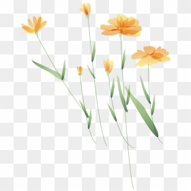 English Marigold , Png Download - Tickseed, Transparent Png - marigold png