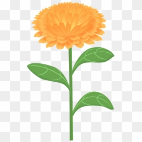 Calendula Officinalis Flower Clipart - English Marigold, HD Png Download - marigold png