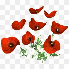 Hand Painted Black Poppy Flower Png Transparent - Portable Network Graphics, Png Download - poppy png