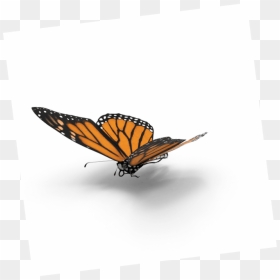 Transparent Borboleta Png - Monarch Butterfly, Png Download - monarch butterfly png
