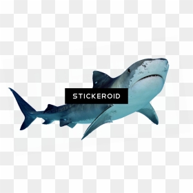 San Jose Sharks Official Logo - Great White Shark Free Png, Transparent Png - san jose sharks logo png