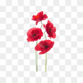 War Poppy , Png Download - All Free Downloads Hi Res Images Of Anzac Day Poppies, Transparent Png - poppy png