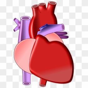 Heart Image For Biology, HD Png Download - body png