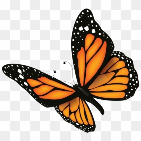 Butterfly - Maraton Monarch Ultra 2019 Acambaro, HD Png Download - monarch butterfly png