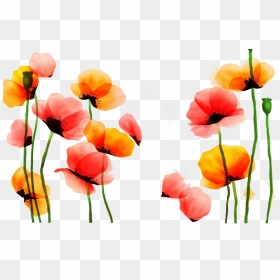 Poppy Watercolor Painting Flower Red Yellow - Good Morning Dear Hubby, HD Png Download - poppy png