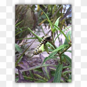 Monarch Butterfly , Png Download - Caterpillar, Transparent Png - monarch butterfly png