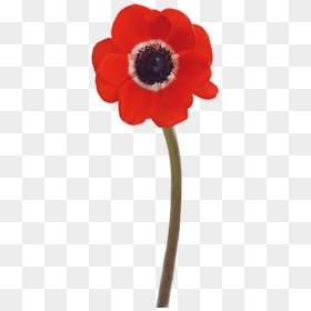 Poppy , Png Download - Poppy, Transparent Png - poppy png