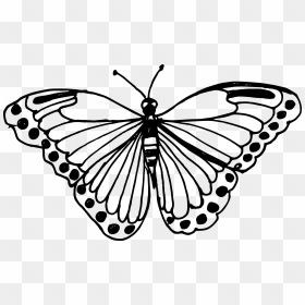 Drawing Insect Butterfly - Butterfly Drawing Transparent Background, HD Png Download - monarch butterfly png