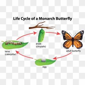 Step By Step Butterfly Life Cycle, HD Png Download - monarch butterfly png