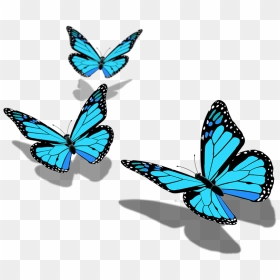 Butterfly Png Pic Hd , Png Download - Transparent Background Butterfly Png, Png Download - monarch butterfly png
