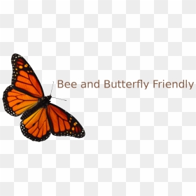 All About Nature - Clipart Transparent Monarch Butterfly, HD Png Download - monarch butterfly png