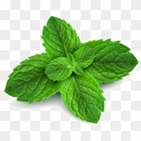 Thumb Image - Green Background With Mint Leaves, HD Png Download - peppermint png