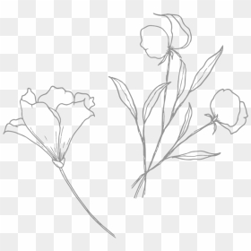 Poppy - Sketch, HD Png Download - poppy png