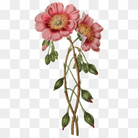 Transparent Png Stickpng Nature - Vintage Flower Illustration, Png Download - poppy png