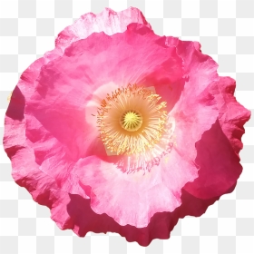 Transparent Summer Flowers Clipart - Pink Poppy Flower Png, Png Download - poppy png