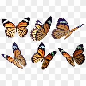 Monarch Butterfly Clipart Overlay - Butterfly Drawing Color, HD Png Download - monarch butterfly png