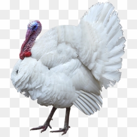 Turkey Meat, HD Png Download - thanksgiving turkey png
