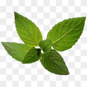 Peppermint Transparent Png Image - Ilex Verticillataamerican Winterberry, Png Download - peppermint png
